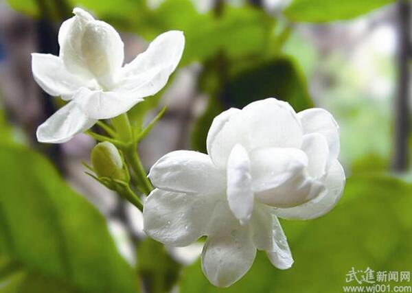 立秋后 养花需要注意什么？