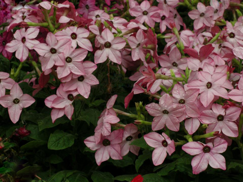 花烟草养护介绍