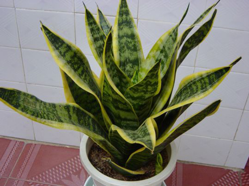能抗电脑辐射的5种植物