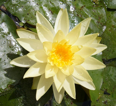 方法得当普通花卉土能变肥