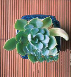 东方禅味迷你盆与石莲花组合 (图)