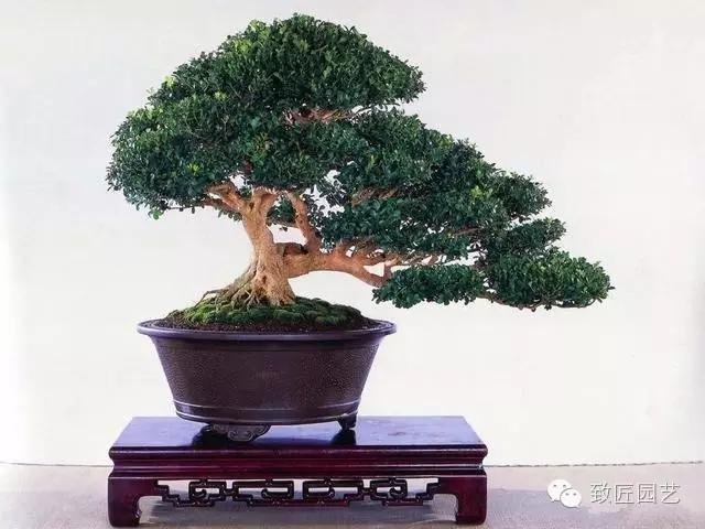 盆景：山桩的采挖与养护