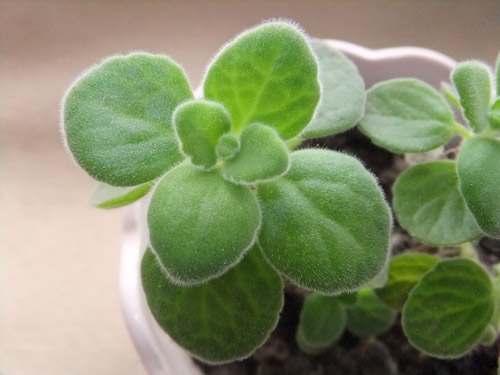 碰碰香的栽培要点