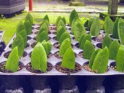 美鐵芋的栽培与管理(图)