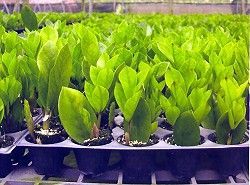 美鐵芋的栽培与管理(图)