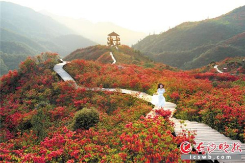 长沙：亿年的冰川遗迹，邂逅十万亩杜鹃花海