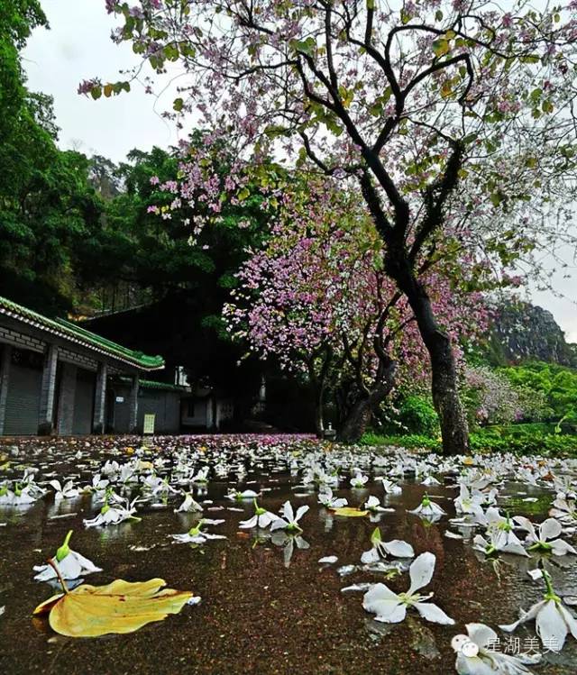 肇庆星湖宫粉紫荆花海即将缤纷盛放