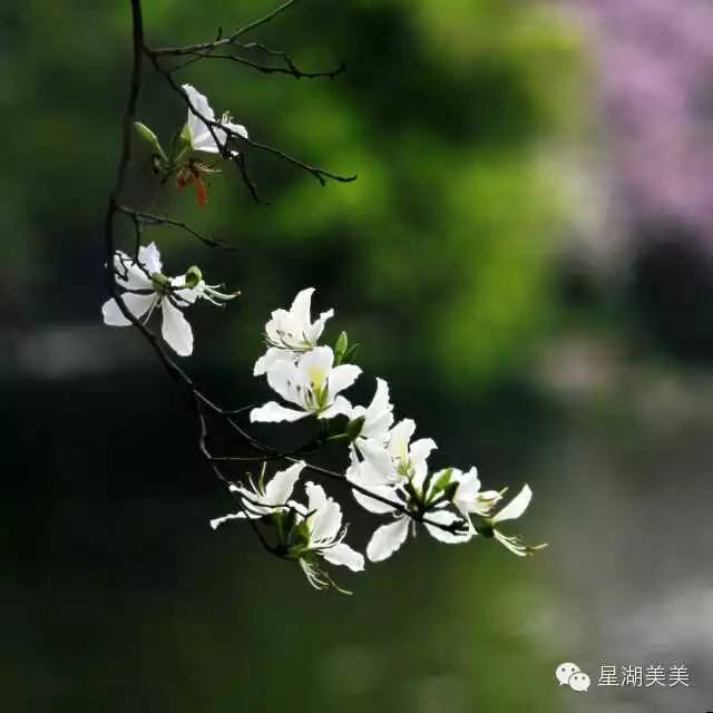 肇庆星湖宫粉紫荆花海即将缤纷盛放