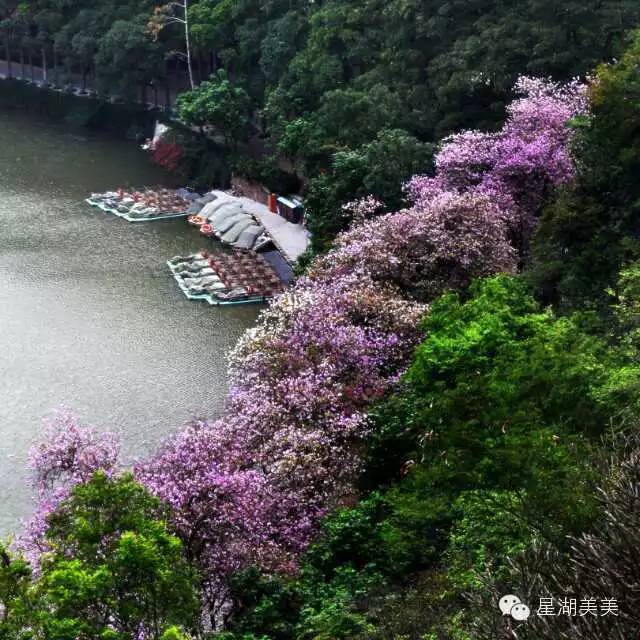 肇庆星湖宫粉紫荆花海即将缤纷盛放