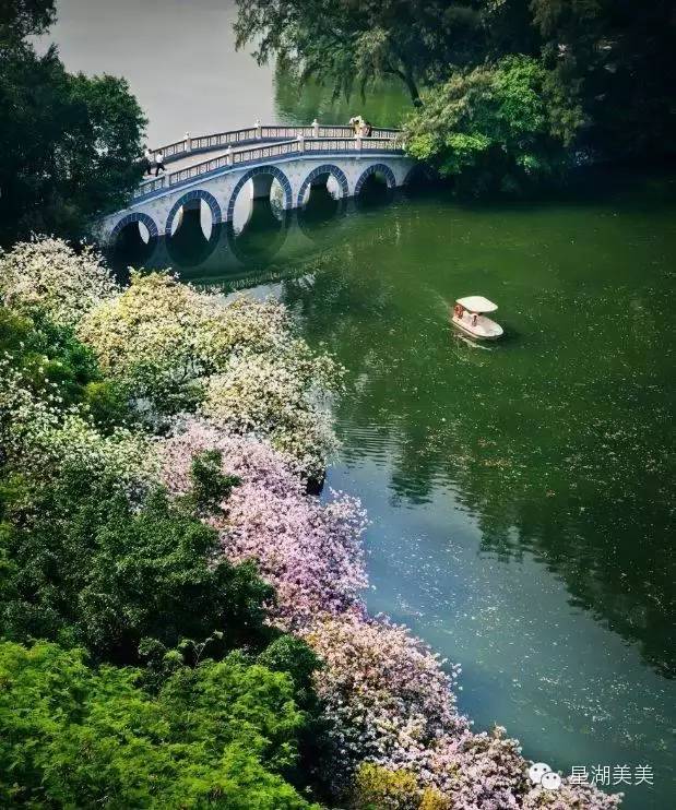 肇庆星湖宫粉紫荆花海即将缤纷盛放