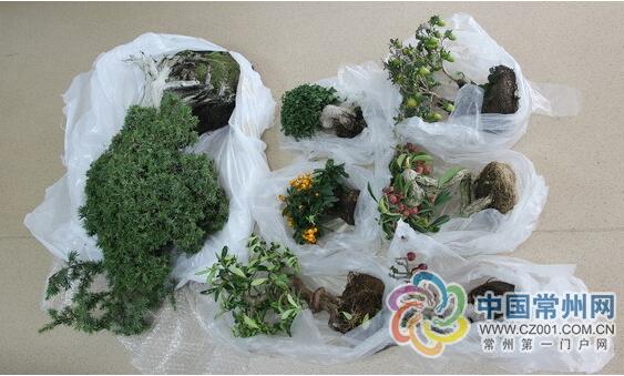 常州截获一批非法入境日本盆景