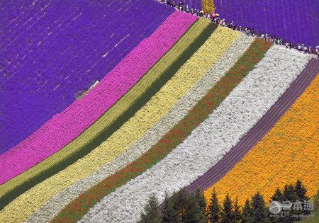 日本北海道花田迎来最佳观赏期