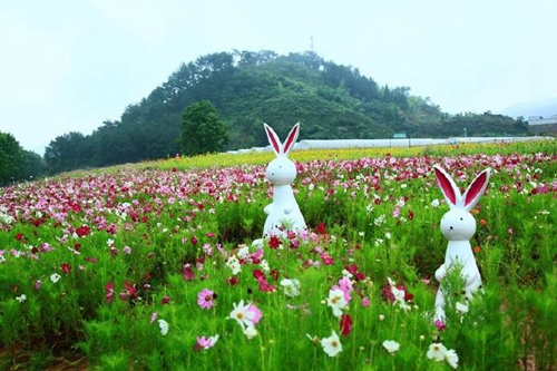 千岛湖动漫主题花海开得正好