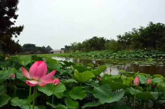日照海滨国家森林公园荷花进入观赏期