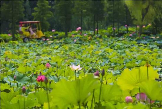 日照海滨国家森林公园荷花进入观<a href=