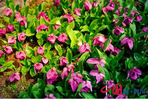 黄龙首届高山兰花节正式开幕
