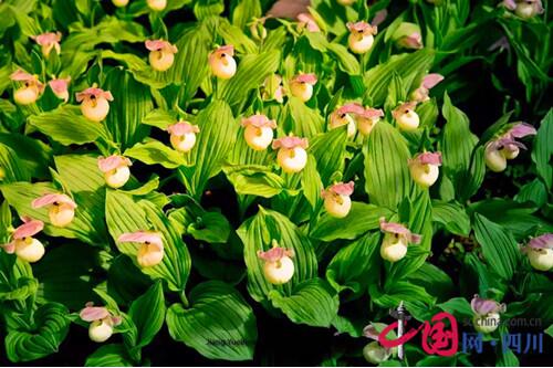 黄龙首届高山兰花节正式开幕