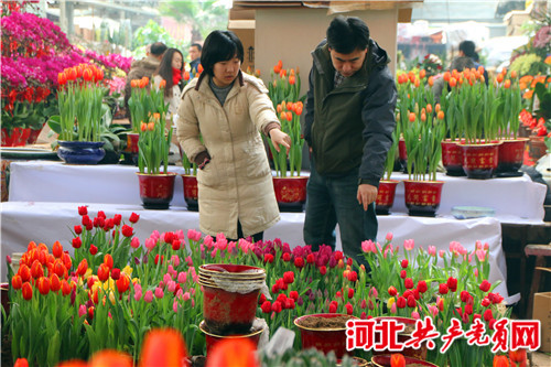 2016年河北省迎春花卉展开幕