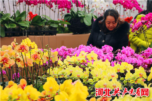 2016年河北省迎春花卉展开幕