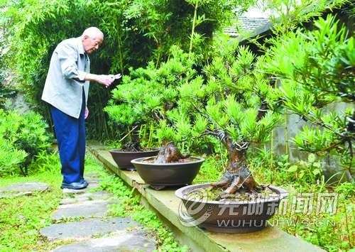 芜湖九旬老人30年精心打造盆景300盆