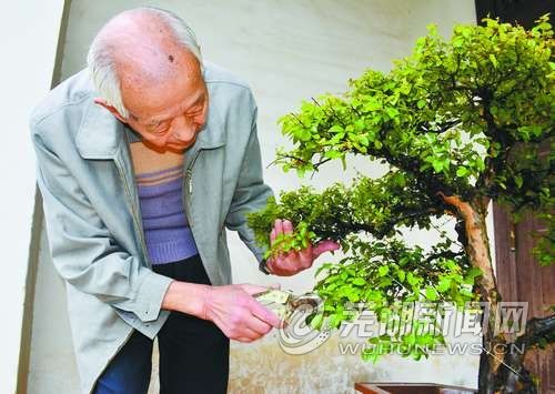 芜湖九旬老人30年精心打造盆景300盆