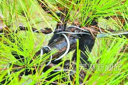 芜湖九旬老人30年精心打造盆景300盆