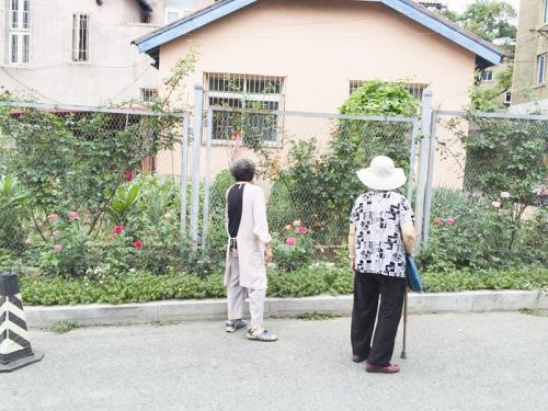鞍山老太养花30年 家门前成景观带