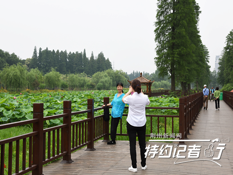 荆州：明月公园荷花娇艳欲滴