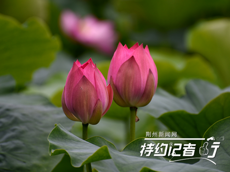 荆州：明月公园荷花娇艳欲滴