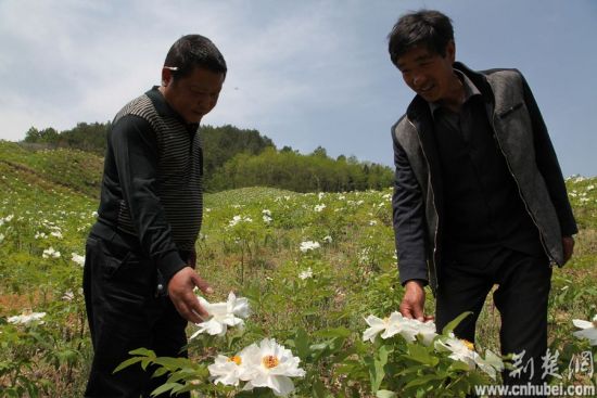 湖北竹山村民种植牡丹找“钱”途