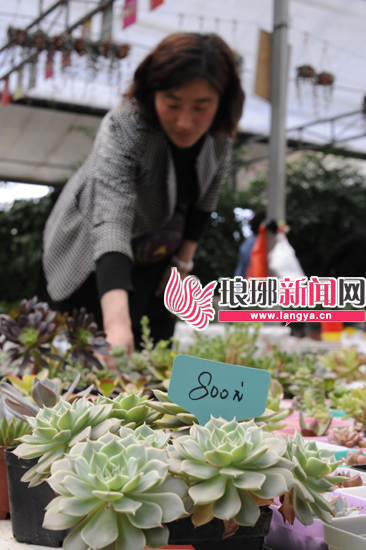临沂“萌”经济 商家花万元“养肉”不稀罕