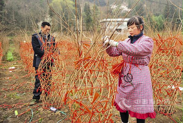 湖北利川造型花木产业助农增收