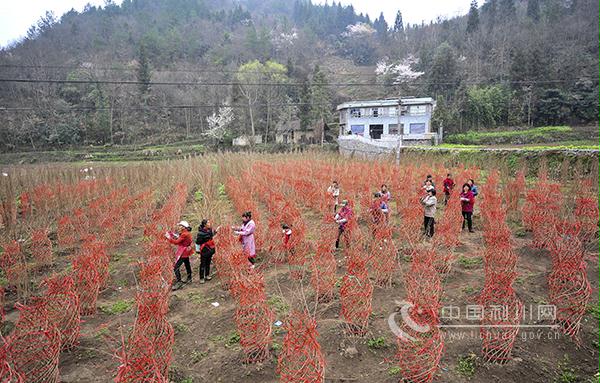 湖北利川造型花木产业助农增收