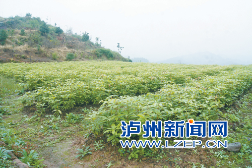 四川合江县引进珍贵金丝楠品种