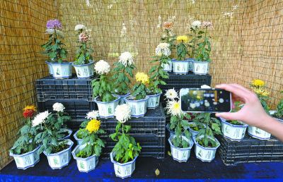 武汉植物园催开4000多盆菊花迎国庆