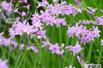 四川：丰富城市花卉品种 成都引进多种花卉