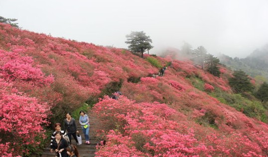 湖北：麻城龟峰山10万亩古杜鹃盛放