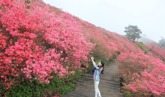 湖北：麻城龟峰山10万亩古杜鹃盛放
