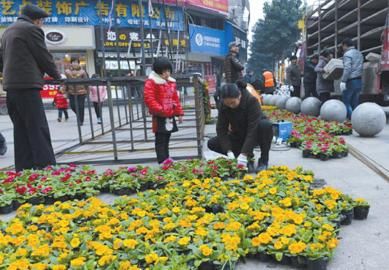 四川：春节春意浓 鲜花扮靓竹城（图）