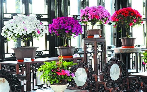 苏州拙政园第十七届杜鹃花节今天登场