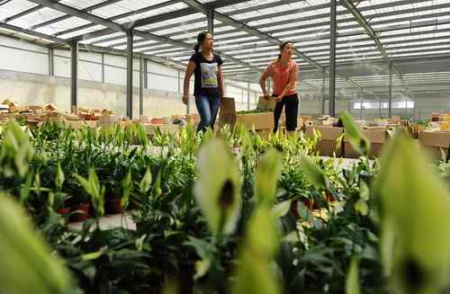 银川兴庆区花卉种植面积近4000亩