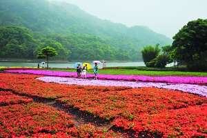 夏日五月石门夏花绚烂