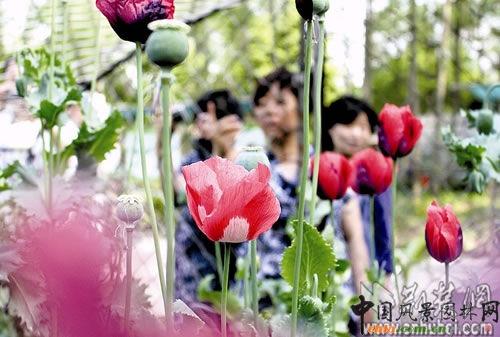 武汉植物园罂粟花绽<a href=