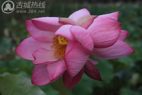 西安首株并蒂莲珍贵绽放