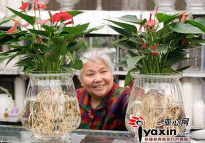 水培花卉现在开始走俏(图)