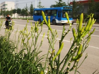 绿化带长出黄花菜？警告路人不可食用