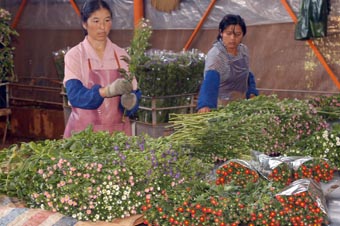 黄草坝花卉基地年产鲜花450多万枝（图）